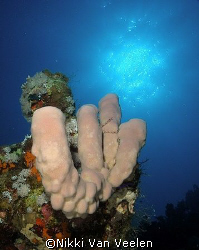 Sponge and sunburst taken at Quays site, Ras Mohamed Park... by Nikki Van Veelen 